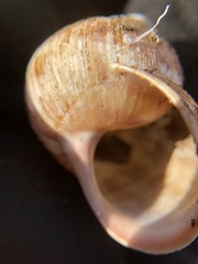Helix pomatia