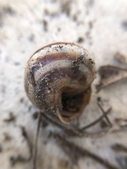 Caucasotachea vindobonensis