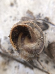 Caucasotachea vindobonensis