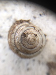 Caucasotachea vindobonensis