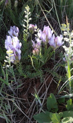 Astragalus agrestis