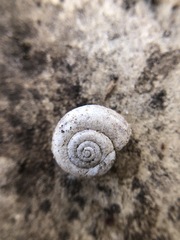 Gastropoda
