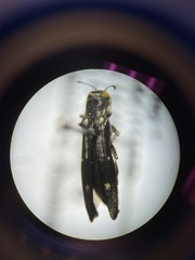 Agrilus obsoletoguttatus