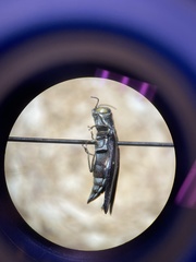 Agrilus obsoletoguttatus