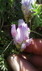 Astragalus agrestis
