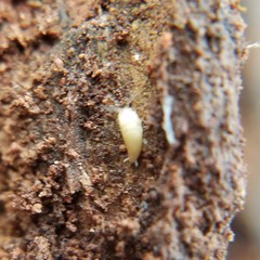 Nicoletiidae
