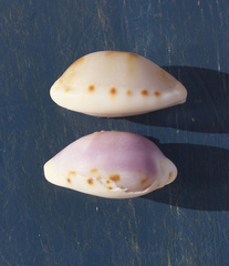 Talostolida pellucens