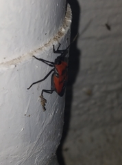 Oncopeltus nigriceps