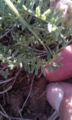 Astragalus agrestis