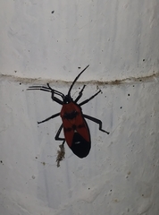 Oncopeltus nigriceps