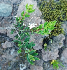 Agathosma foetidissima