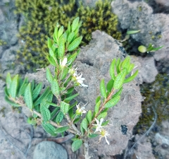 Agathosma foetidissima