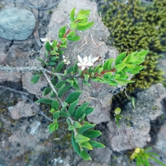 Agathosma foetidissima