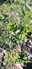 Agathosma foetidissima
