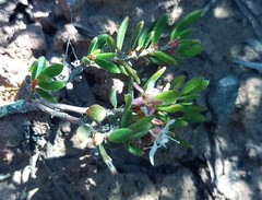 Agathosma foetidissima