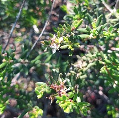 Agathosma foetidissima