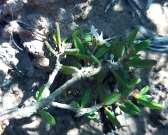 Agathosma foetidissima