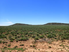 Phymaspermum parvifolium