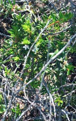 Agathosma foetidissima