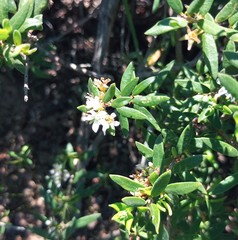 Agathosma foetidissima