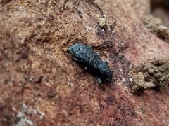 Polypleurus perforatus