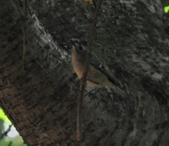 Regulus regulus teneriffae