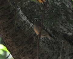 Regulus regulus teneriffae