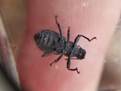 Polypleurus perforatus