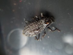 Polypleurus perforatus