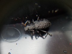 Polypleurus perforatus