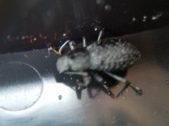 Polypleurus perforatus