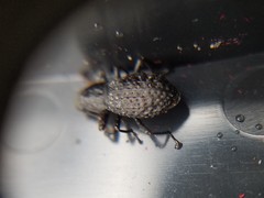 Polypleurus perforatus