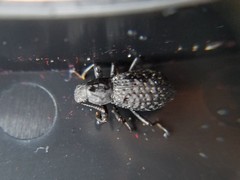 Polypleurus perforatus