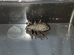 Polypleurus perforatus