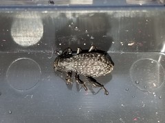 Polypleurus perforatus