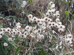 Anaphalioides trinervis