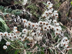 Anaphalioides trinervis