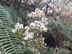 Anaphalioides trinervis