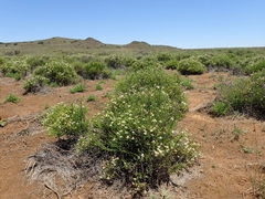 Phymaspermum parvifolium