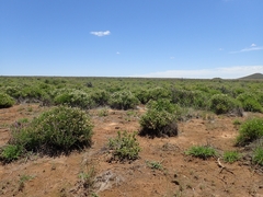 Phymaspermum parvifolium