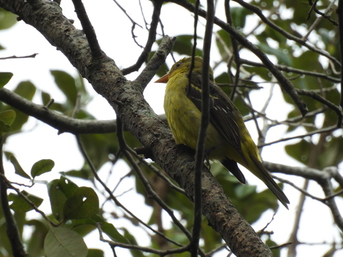 Piranga ludoviciana image