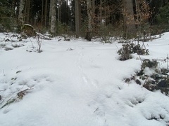 Perdix perdix