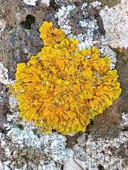 Xanthoria aureola