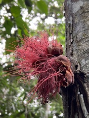 Brownea macrophylla