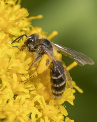 Andrena canadensis