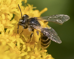 Andrena canadensis