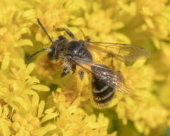 Andrena canadensis