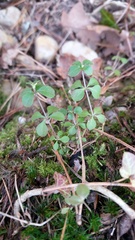 Galium rotundifolium