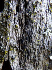 Hysterium angustatum