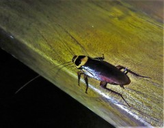 Periplaneta australasiae image